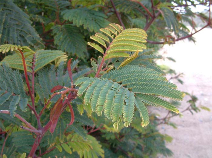 Plant photo of: Albizia distachya