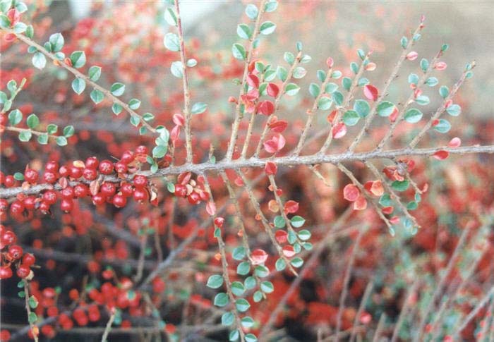 Plant photo of: Cotoneaster horizontalis