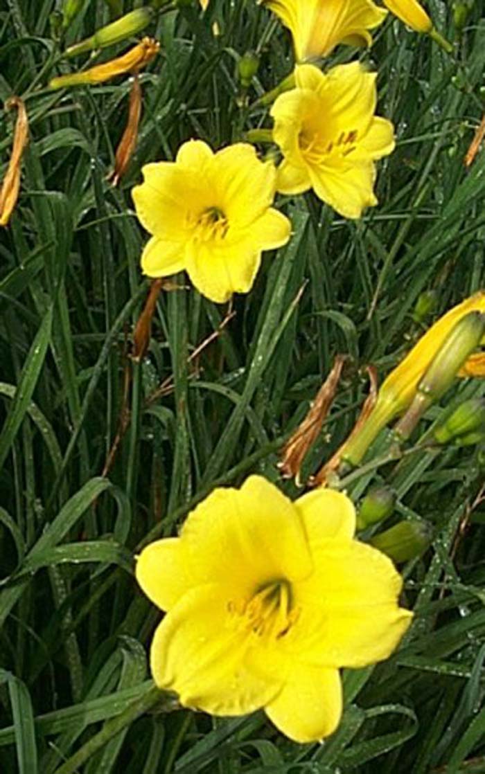 Plant photo of: Hemerocallis 'Bitsy Yellow'