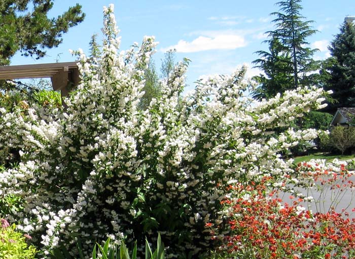 Plant photo of: Deutzia crenata