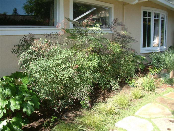 Plant photo of: Nandina domestica 'Plum Passion'