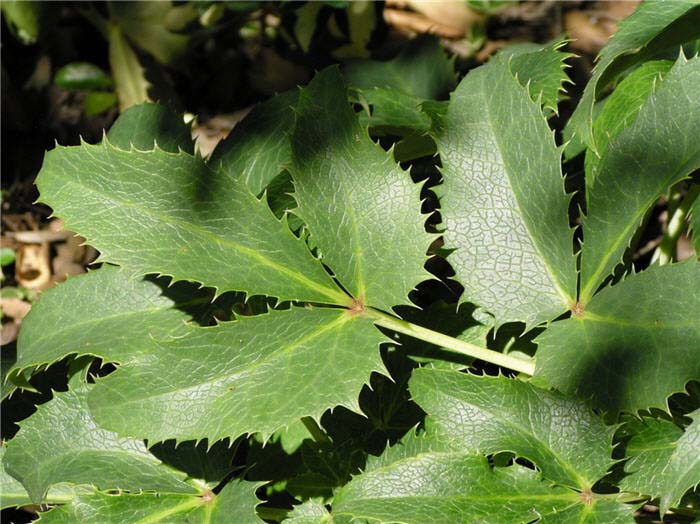 Plant photo of: Helleborus argutifolius