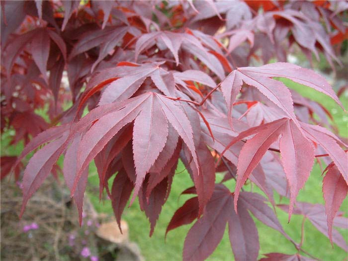 Plant photo of: Acer palmatum 'Atropurpureum'