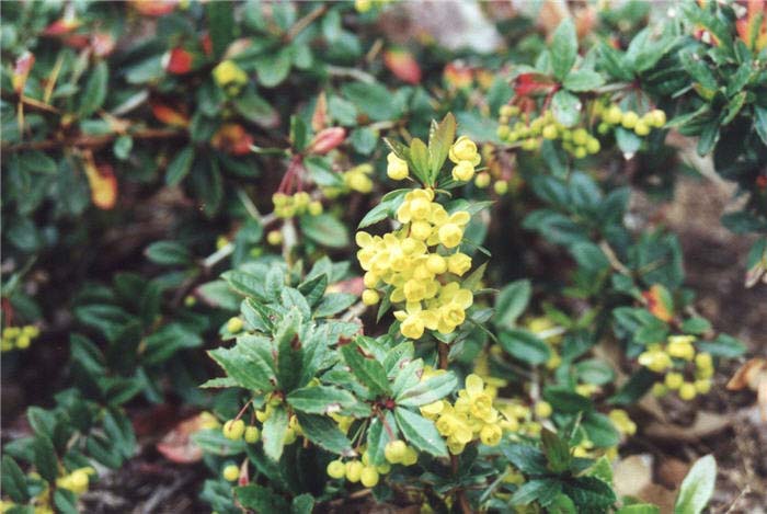 Plant photo of: Berberis thunbergii 'William Penn'