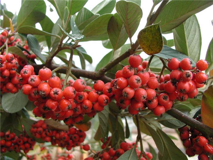 Plant photo of: Cotoneaster lacteus