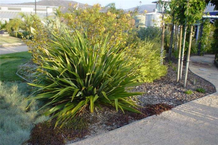 Plant photo of: Phormium cookianum