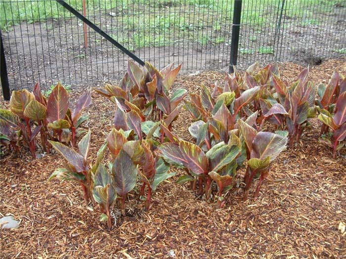 Plant photo of: Canna 'Tropicanna'