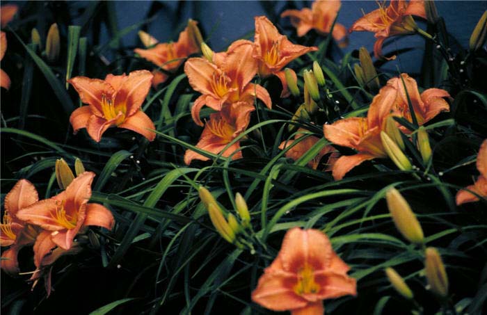 Plant photo of: Hemerocallis 'Lee Bea Orange Crush'