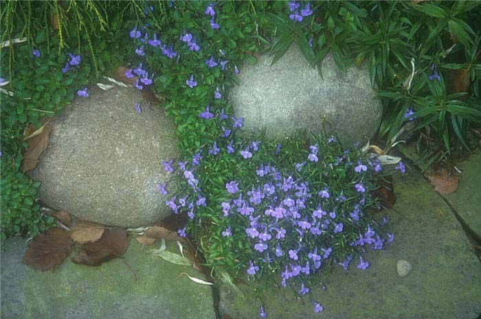 Plant photo of: Lobelia erinus