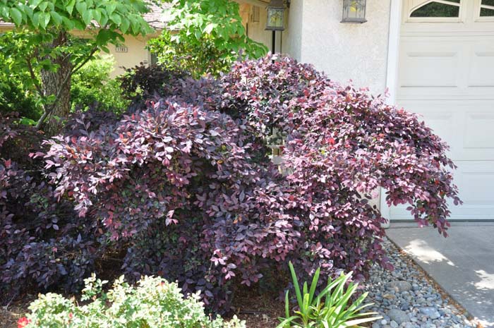 Plant photo of: Loropetalum chinense 'Rubrum' cvs.