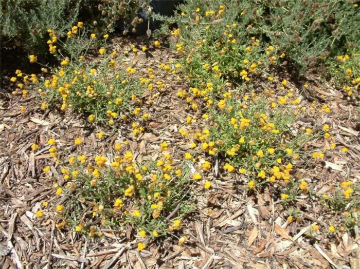 Plant photo of: Helichrysum 'Baby Gold'