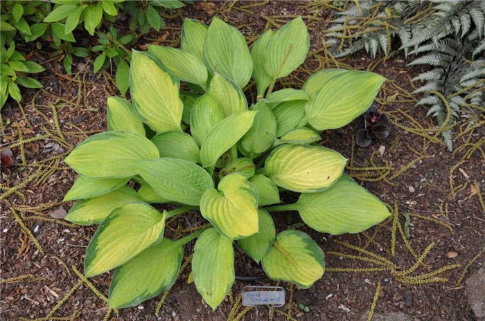 Plant photo of: Hosta 'Gold Standard'