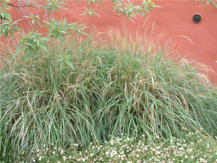 Plant photo of: Miscanthus sinensis 'Adagio'