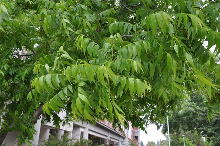 Plant photo of: Carya illinoieninsis