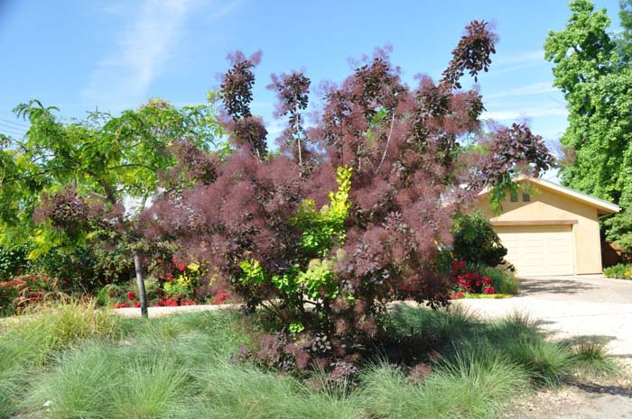 Plant photo of: Cotinus coggygria 'Royal Purple'