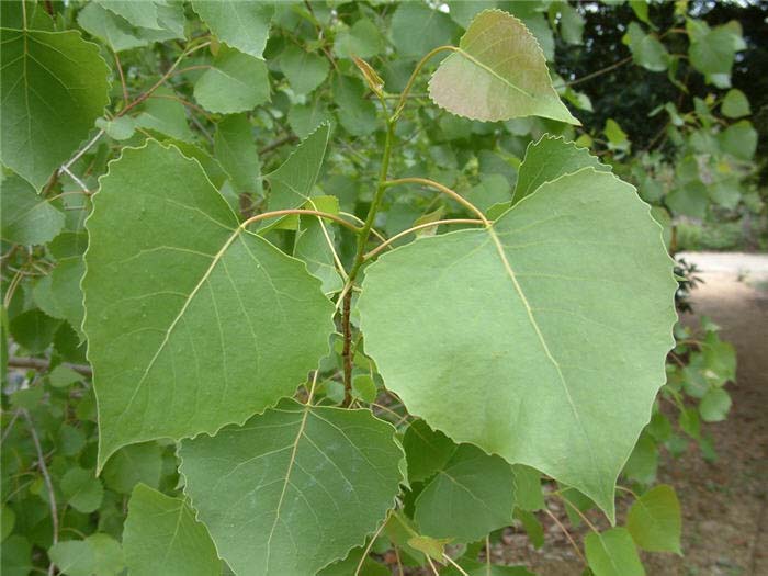 Plant photo of: Populus fremontii