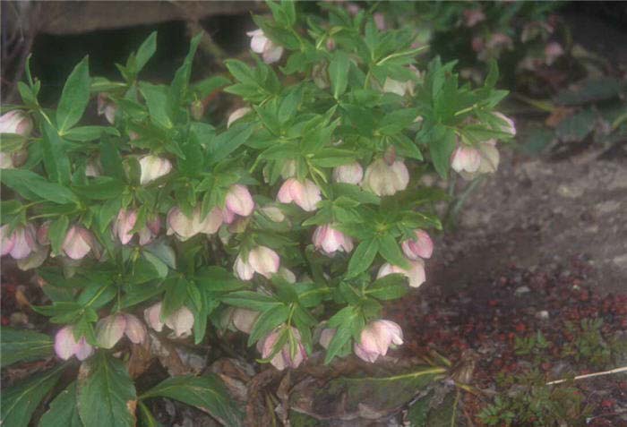 Plant photo of: Helleborus hybrids