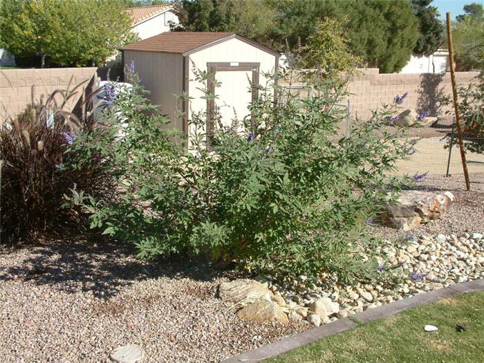 Plant photo of: Vitex agnus-castus