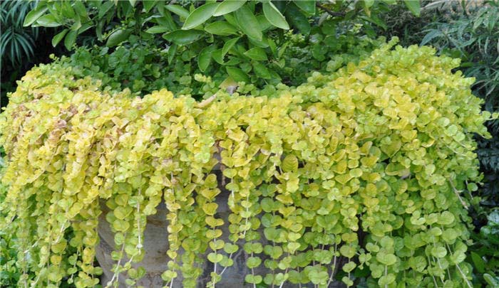 Plant photo of: Lysimachia nummularia 'Aurea'