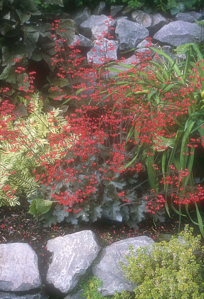 Plant photo of: Heuchera cultivars