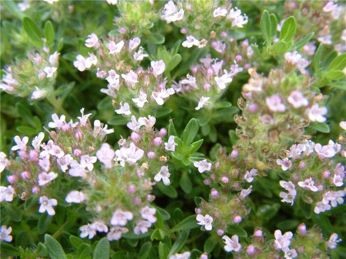 Plant photo of: Thymus praecox arcticus