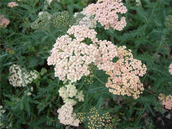 Plant photo of: Achillea millefolium 'Pink Island'