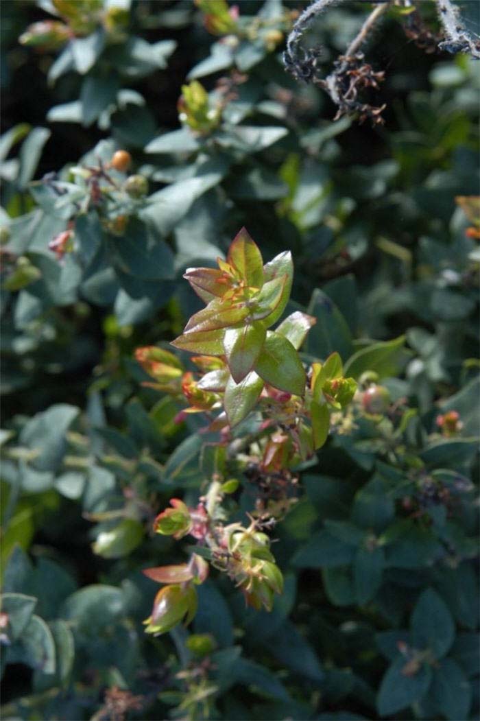 Plant photo of: Arctostaphylos pajaroensis