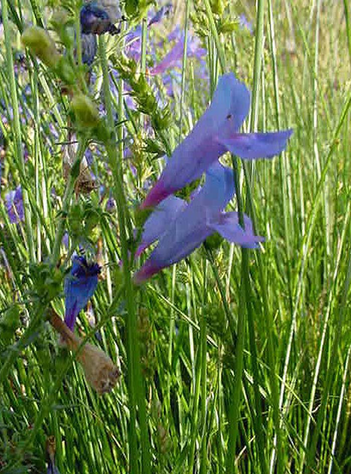 Plant photo of: Penstemon heterophyllus 'Margarita Bop'