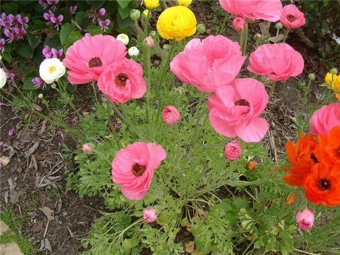 Plant photo of: Ranunculus hybrids