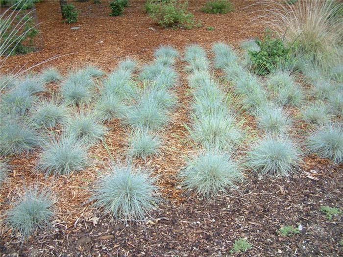 Plant photo of: Festuca 'Siskyou Blue'