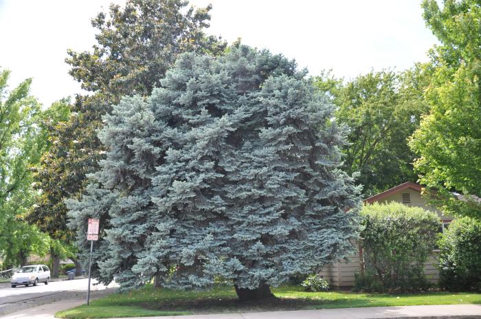 Plant photo of: Picea pungens 'Glauca'