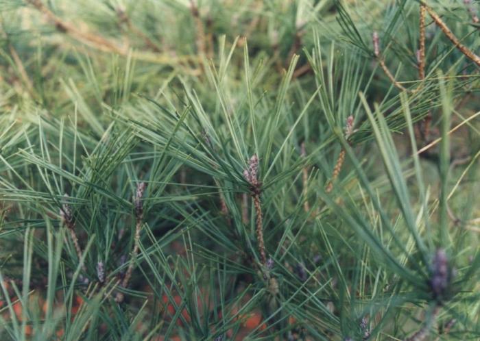 Plant photo of: Pinus densiflora