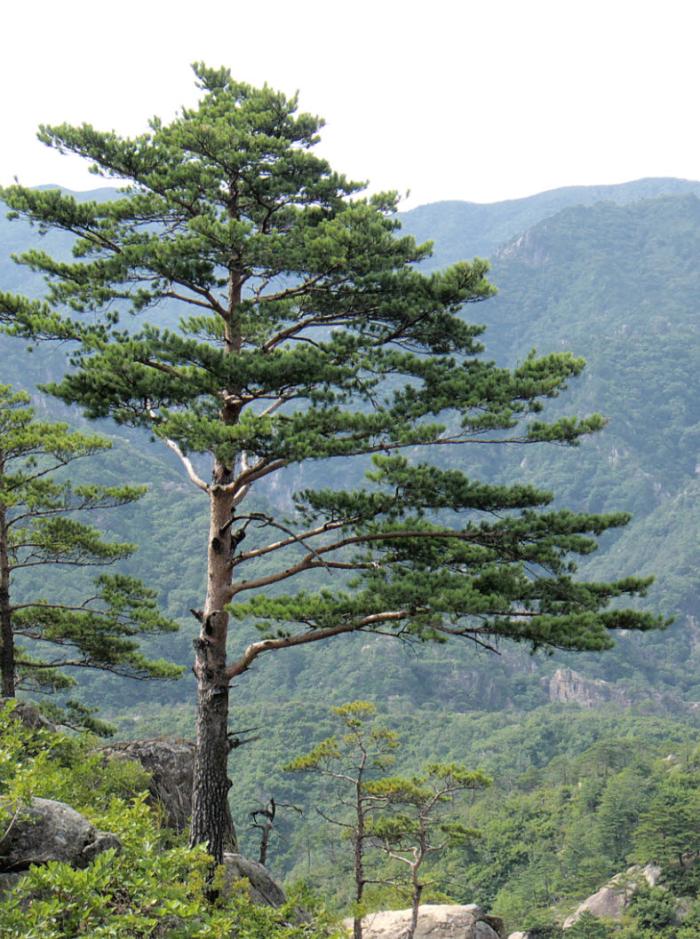 Plant photo of: Pinus densiflora