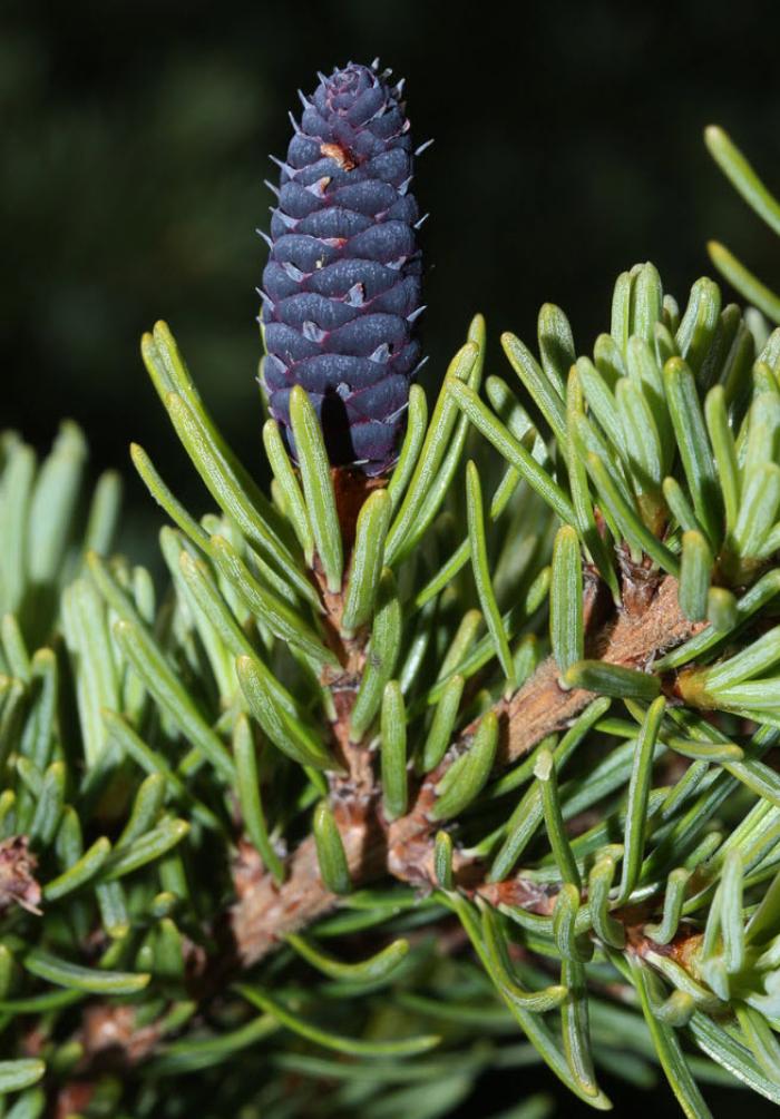 Plant photo of: Tsuga mertensiana