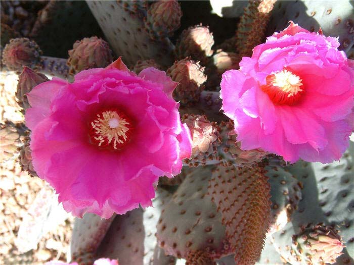 Plant photo of: Opuntia basilaris