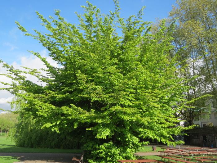 Plant photo of: Parrotia persica