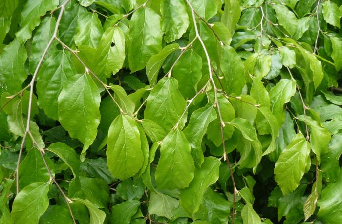 Plant photo of: Parrotia persica