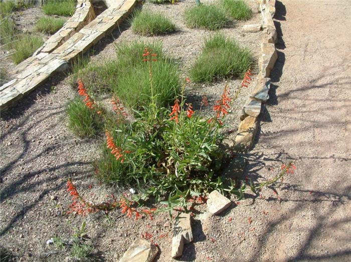 Plant photo of: Penstemon eatonii