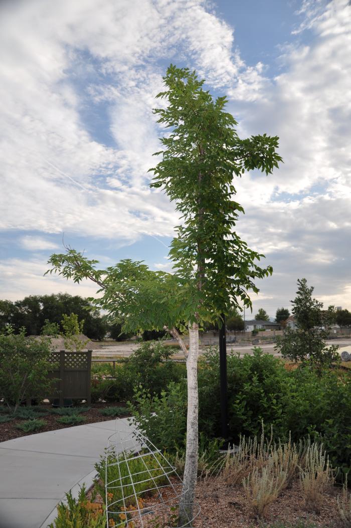 Plant photo of: Phellodendron amurense