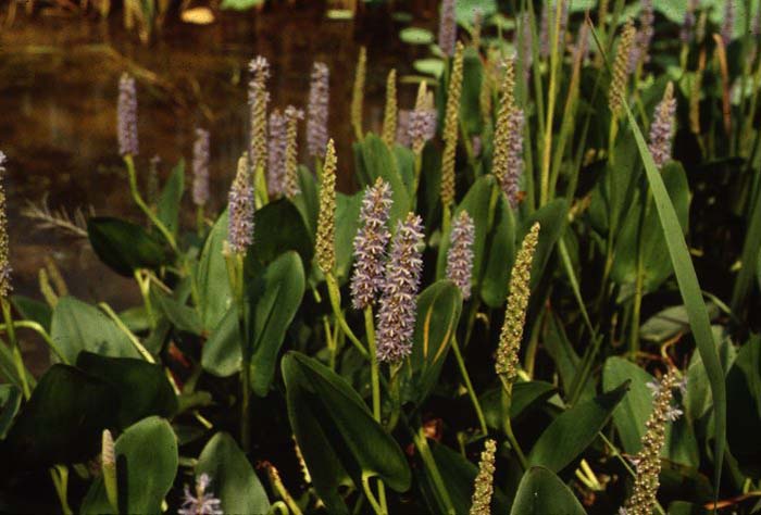 Plant photo of: Pontederia cordata