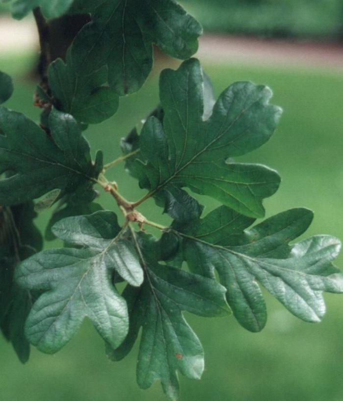 Plant photo of: Quercus garryana