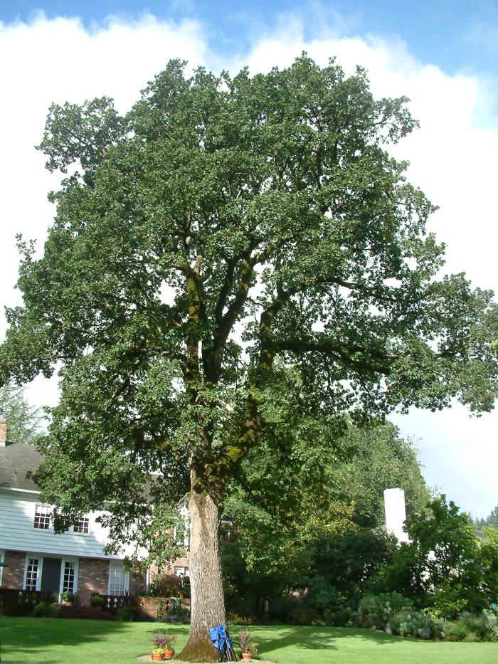 Plant photo of: Quercus garryana