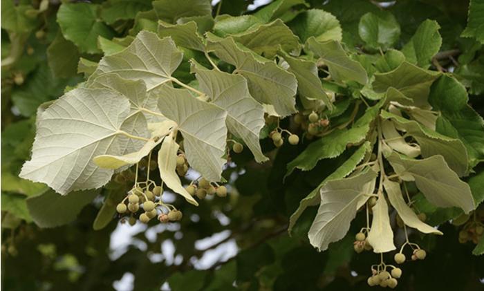 Plant photo of: Tilia tomentosa