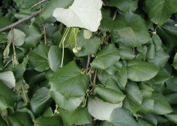 Plant photo of: Tilia tomentosa