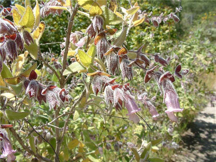 Plant photo of: Lepechinia fragrans 'El Tigre'