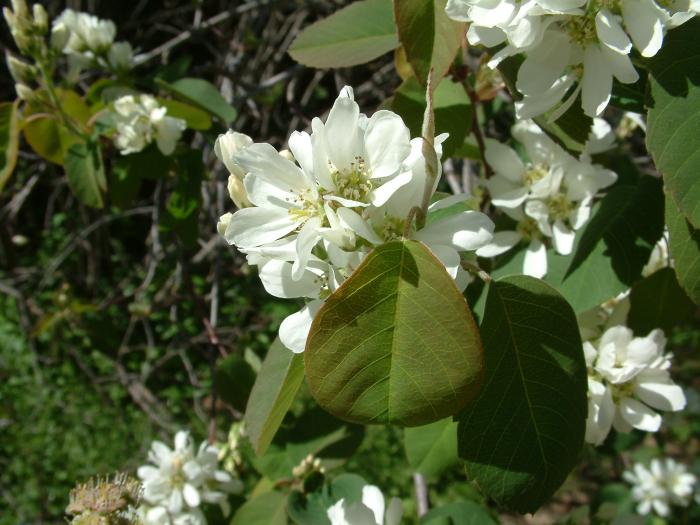 Plant photo of: Amelanchier alnifolia