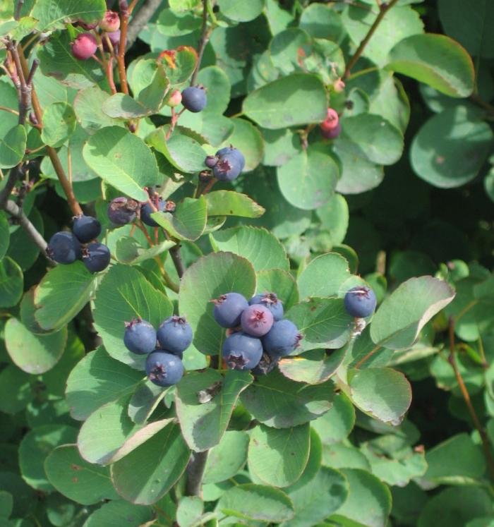 Plant photo of: Amelanchier alnifolia