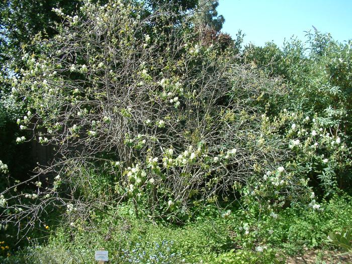 Plant photo of: Amelanchier alnifolia