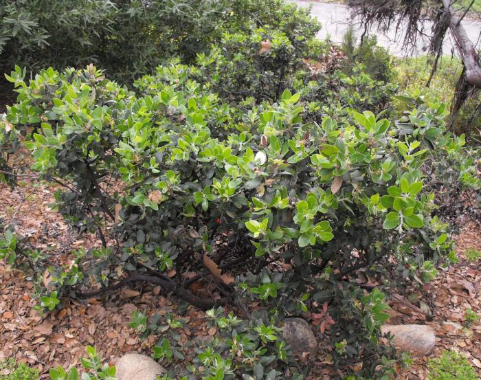 Plant photo of: Arctostaphylos columbiana