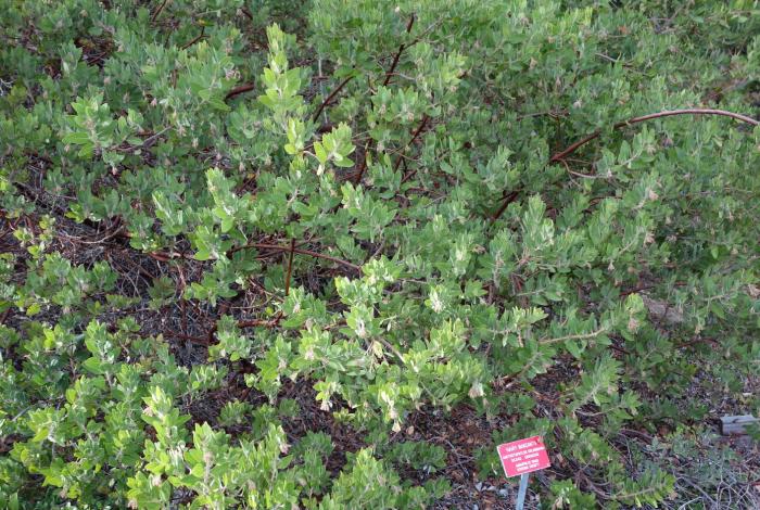 Plant photo of: Arctostaphylos columbiana